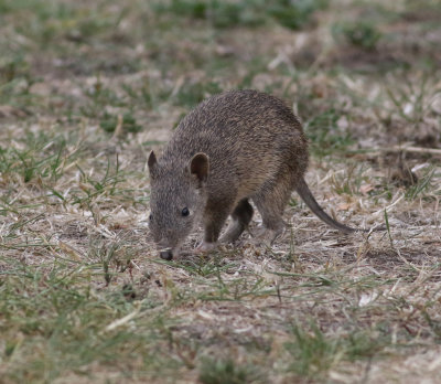 Southern Brown Bandicoot (Isoodon obesulus)