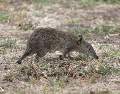 Southern Brown Bandicoot (Isoodon obesulus)