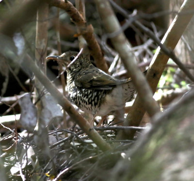 Bassian Thrush (Zoothera lunulata)