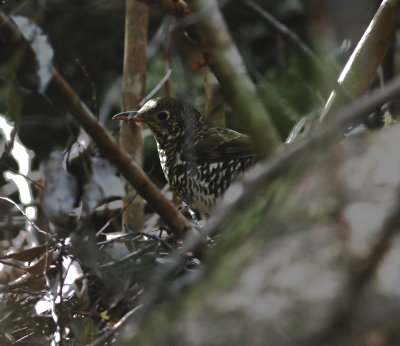 Bassian Thrush (Zoothera lunulata)