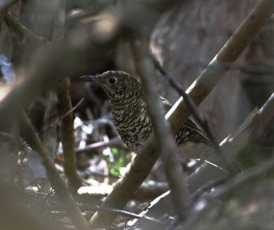 Bassian Thrush (Zoothera lunulata)