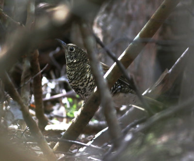 Bassian Thrush (Zoothera lunulata)