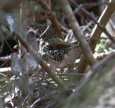 Bassian Thrush (Zoothera lunulata)