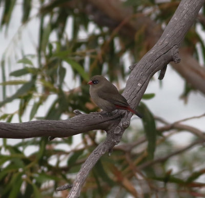 Beautiful Firetail (Stagonopleura bella)