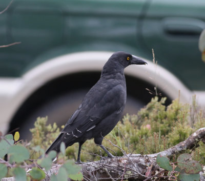 Black Currawong (Strepera fulignosa)