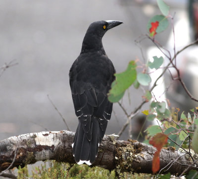 Black Currawong (Strepera fulignosa)