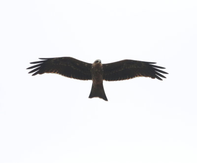 Black Kite (Milvus migrans)