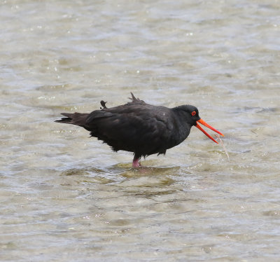 Sooty Oystercatcher (Haematopus fuliginosus)