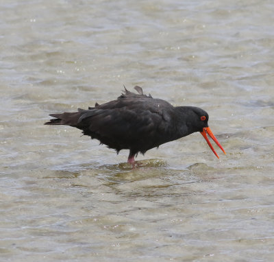 Sooty Oystercatcher (Haematopus fuliginosus)