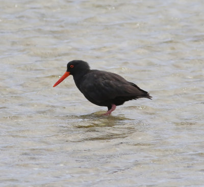 Sooty Oystercatcher (Haematopus fuliginosus)