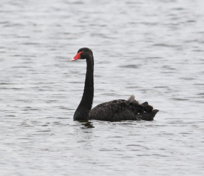 Black Swan (Cygnus atratus)