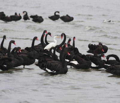 Black Swan (Cygnus atratus) & Great Egret (Ardea alba)