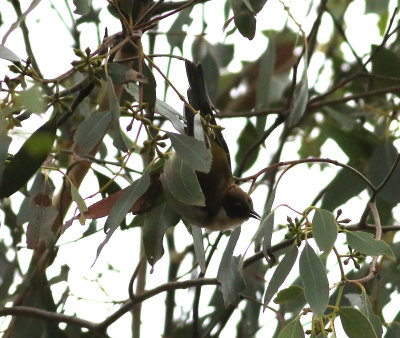 Black-headed Honeyeater (Melithreptus affinis)