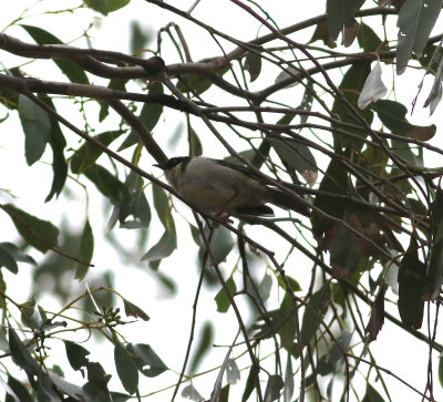 Black-headed Honeyeater (Melithreptus affinis)