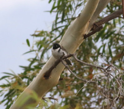 Black-headed Honeyeater (Melithreptus affinis)