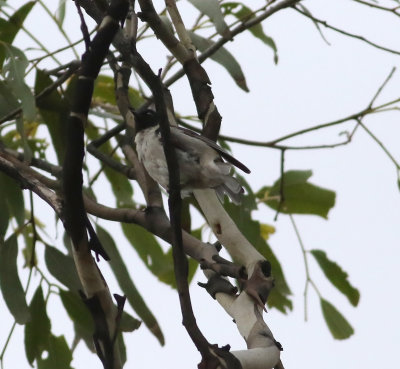 Black-headed Honeyeater (Melithreptus affinis)