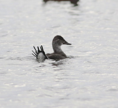 Blue-billed Duck (Oxyura australis)