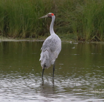 Brolga (Grus rubicunda)
