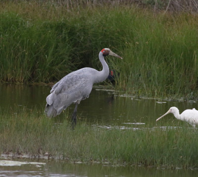 Brolga (Grus rubicunda)