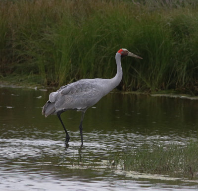 Brolga (Grus rubicunda)
