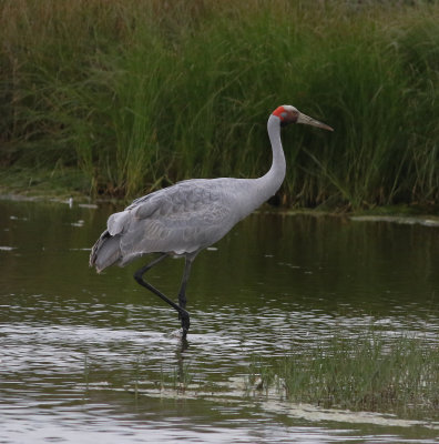 Brolga (Grus rubicunda)