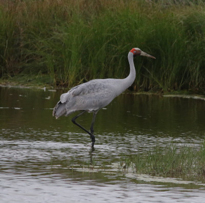 Brolga (Grus rubicunda)