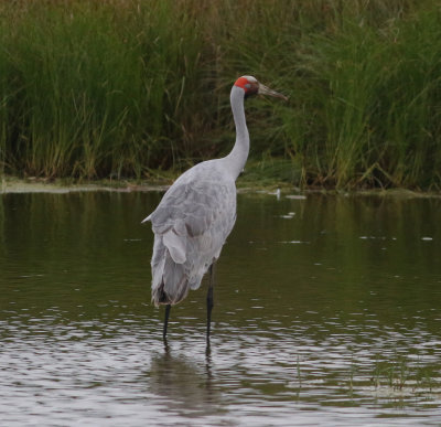 Brolga (Grus rubicunda)