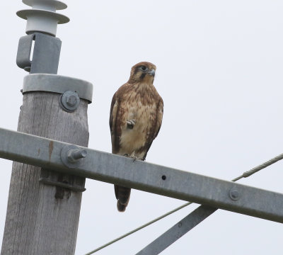 Brown Falcon (Falco berigora)