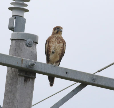 Brown Falcon (Falco berigora)