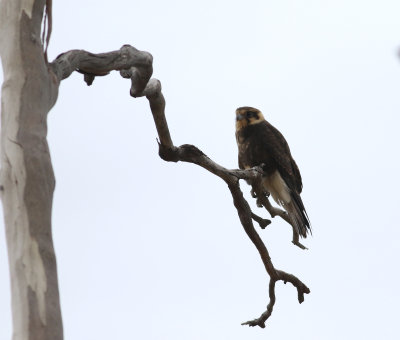 Brown Falcon (Falco berigora)