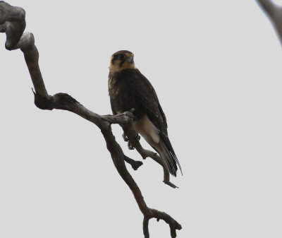 Brown Falcon (Falco berigora)