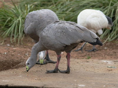Cape Barren Goose (Cereopsis novaehollandiae)