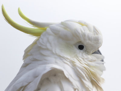 Sulphur-crested Cockatoo (Cacatua galerita)