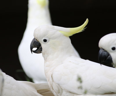 Sulphur-crested Cockatoo (Cacatua galerita)