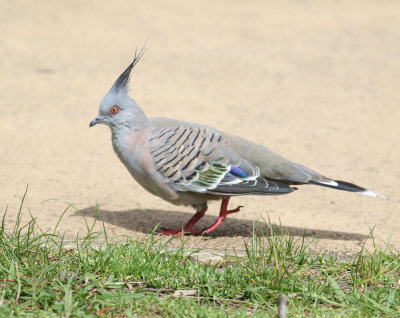 Crested Pigeon (Ocyphaps lophotes)