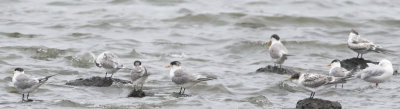 Crested Tern (Thalasseus bergii)
