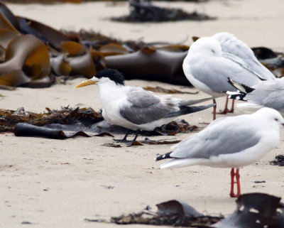 Crested Tern (Thalasseus bergii)