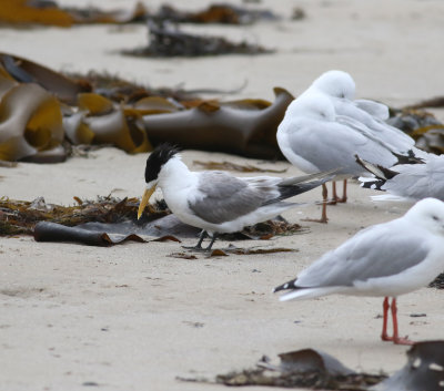Crested Tern (Thalasseus bergii)