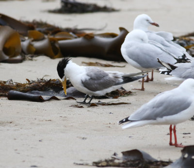 Crested Tern (Thalasseus bergii)