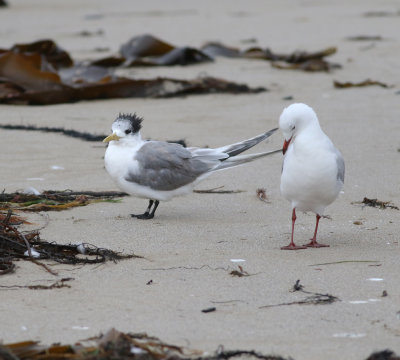 Crested Tern (Thalasseus bergii)