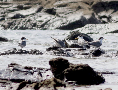 Crested Tern (Thalasseus bergii)