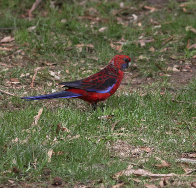Crimson Rosella (Platycercus elegans)
