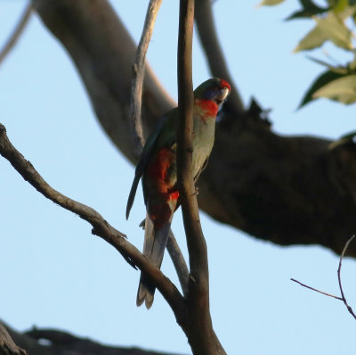 Crimson Rosella (Platycercus elegans)