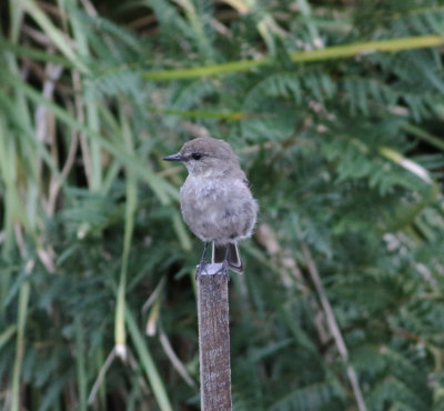 Dusky Robin (Melanodryas vittata)