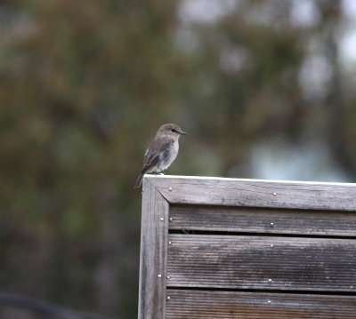 Dusky Robin (Melanodryas vittata)