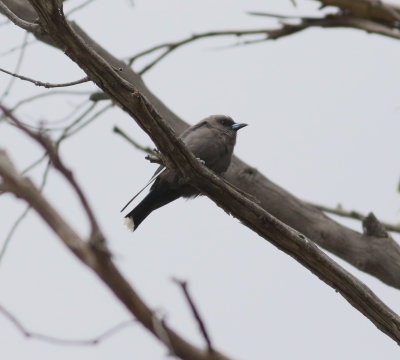 Dusky Woodswallow (Artamus cyanopterus)
