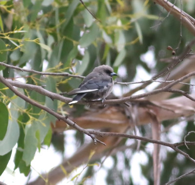 Dusky Woodswallow (Artamus cyanopterus)