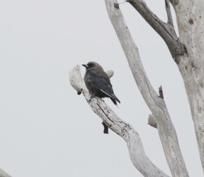 Dusky Woodswallow (Artamus cyanopterus)