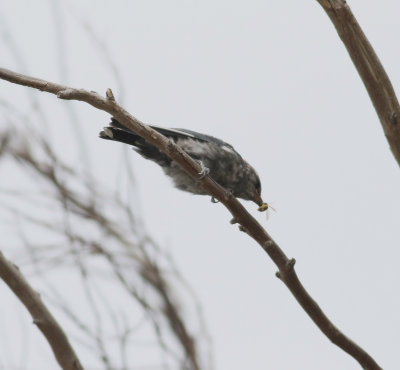Dusky Woodswallow (Artamus cyanopterus)