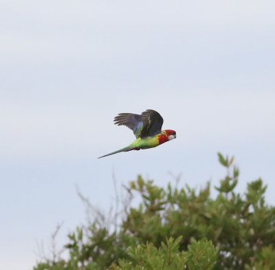 Eastern Rosella (Platycercus eximius)